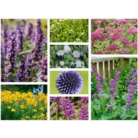 Kategorie <b>Produkt nicht gewünscht </b> - Staudenpaket Schmetterlingszauber für 3qm