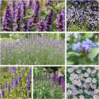 Stauden - Staudenpaket Lila Träumerei für 3qm