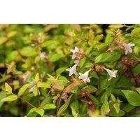 Kategorie <b>Produkt nicht gewünscht </b> - Abelia grandiflora 40-60 cm