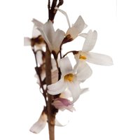 Kategorie <b>Laubbäume </b> - Abeliophyllum distichum 40-60 cm