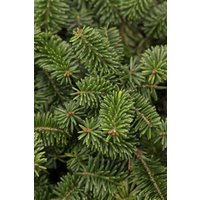 Kategorie <b>Nadelbäume u. Koniferen </b> - Abies balsamea 'Nana' 30-40 cm