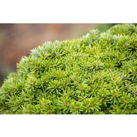 Kategorie <b>Nadelbäume u. Koniferen </b> - Abies koreana 'Kristallkugel' 50 cm Stammhöhe