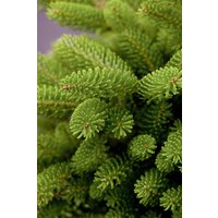 Kategorie <b>Nadelbäume u. Koniferen </b> - Abies koreana 'Molli' 50-60 cm