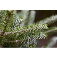 Kategorie <b>Nadelbäume u. Koniferen </b> - Abies koreana Silberlocke' 100-125 cm