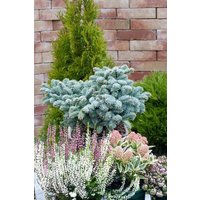 Kategorie <b>Nadelbäume u. Koniferen </b> - Abies procera 'Wiesmoornixe ' 25-30 cm