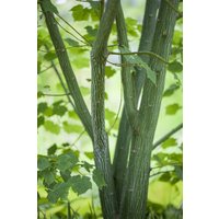 Kategorie <b>Laubbäume </b> - Acer davidii 50-60 cm