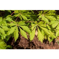 Kategorie <b>Laubbäume </b> - Acer japonicum 'Aconitifolium' 60-80 cm
