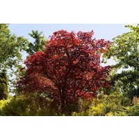Kategorie <b>Laubbäume </b> - Acer palmatum 'Beni maiko' 60-80 cm