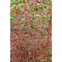 Kategorie <b>Laubbäume </b> - Acer palmatum 'Brand's Dwarf' 60-80 cm
