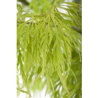 Kategorie <b>Laubbäume </b> - Acer palmatum 'Dissectum' 125-150 cm