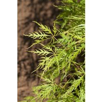 Kategorie <b>Laubbäume </b> - Acer palmatum 'Dissectum Viridis' 20-25 cm