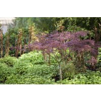 Kategorie <b>Laubbäume </b> - Acer palmatum 'Inaba-shidare' 80-100 cm