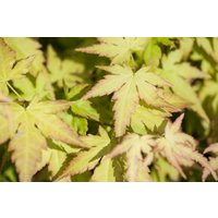 Kategorie <b>Laubbäume </b> - Acer palmatum 'Katsura' 60 cm Stammhöhe