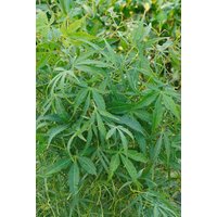 Laubbäume - Acer palmatum 'Koto-no-ito' 80 cm Stammhöhe