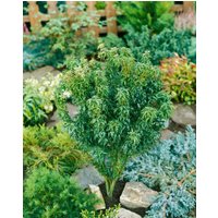 Kategorie <b>Laubbäume </b> - Acer palmatum 'Little Princess' 30-40 cm