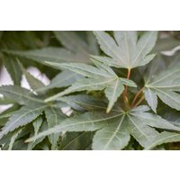 Kategorie <b>Laubbäume </b> - Acer palmatum 'Mikawa yatsubusa ' 30-40 cm
