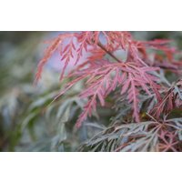 Kategorie <b>Laubbäume </b> - Acer palmatum 'Orangeola' 125-150 cm