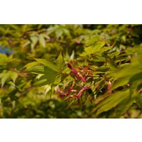 Laubbäume - Acer palmatum 'Osakazuki' 125-150 cm