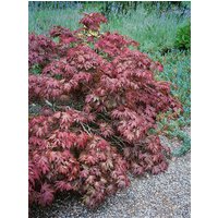 Kategorie <b>Laubbäume </b> - Acer palmatum 'Pixie' 80-100 cm