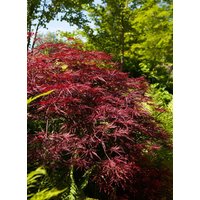 Laubbäume - Acer palmatum 'Red Pygmy' 80-100 cm