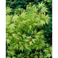 Kategorie <b>Laubbäume </b> - Acer palmatum 'Reticulatum' 80-100 cm