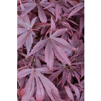 Laubbäume - Acer palmatum 'Shaina' 80 cm Stammhöhe