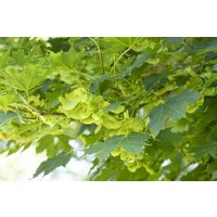 Laubbäume - Acer platanoides 150 cm Stammhöhe
