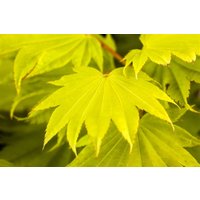 Kategorie <b>Laubbäume </b> - Acer shirasawanum 'Aureum' 25-30 cm