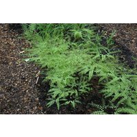 Kategorie <b>Gräser </b> - Adiantum pedatum 30-40 cm