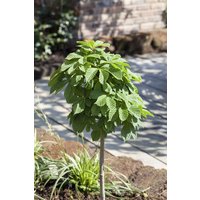 Kategorie <b>Laubbäume </b> - Aesculus hippocastanum 'Monstrosa' 30 cm Stammhöhe
