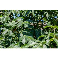 Kategorie <b>Produkt nicht gewünscht </b> - Aesculus parviflora 40-60 cm