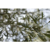 Kategorie <b>Laubbäume </b> - Alnus glutinosa 'Imperialis' 180 cm Stammhöhe