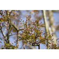 Laubbäume - Amelanchier arborea 'Robin Hill' 150-175 cm