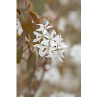 Kategorie <b>Laubbäume </b> - Amelanchier 'Ballerina' 60-100 cm