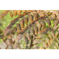 Kategorie <b>Laubbäume </b> - Aralia elata 80-100 cm