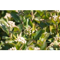 Kategorie <b>Laubbäume </b> - Aronia melanocarpa 'Aron' 125-150 cm