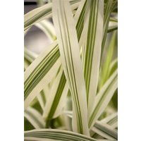 Kategorie <b>Gräser </b> - Arundo donax 'Variegata' 60-80 cm
