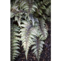 Kategorie <b>Gräser </b> - Athyrium niponicum 'Metallicum' ca. 14x14 cm Topf (Wuchs jahreszeitlich)