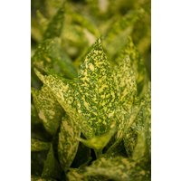 Kategorie <b>immergrüne Laubbäume </b> - Aucuba japonica 'Variegata' 100-125 cm