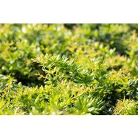 Kategorie <b>Laubbäume </b> - Berberis candidula 40-50 cm