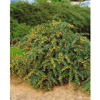 Laubbäume - Berberis candidula 'Jytte' 80-100 cm