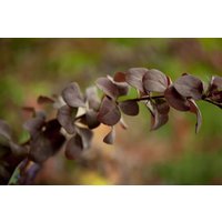 Kategorie <b>Laubbäume </b> - Berberis ottawensis 'Superba' 175-200 cm