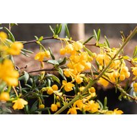 Kategorie <b>Laubbäume </b> - Berberis stenophylla 60-80 cm