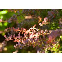 Kategorie <b>Hecken </b> - Berberis thunbergii 'Atropurpurea' 80-100 cm