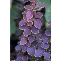 Kategorie <b>Laubbäume </b> - Berberis thunbergii 'Golden Ring' 60-80 cm