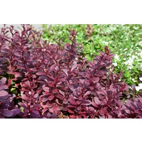 Laubbäume - Berberis thunbergii 'Red Chief' 60-80 cm