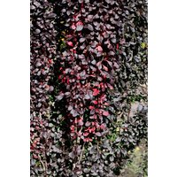 Kategorie <b>Laubbäume </b> - Berberis thunbergii 'Red Pillar' 10-15 cm