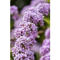 Kategorie <b>Produkt nicht gewünscht </b> - Buddleja alternifolia 80-100 cm