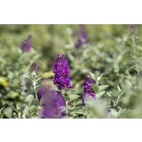 Kategorie <b>Produkt nicht gewünscht </b> - Buddleja 'Blue Chip' -S- 60-80 cm