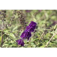 Kategorie <b>Produkt nicht gewünscht </b> - Buddleja davidii 'Black Knight' 125-150 cm